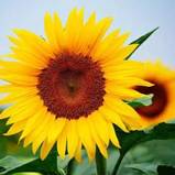 南京国庆假期有哪些免费景点推荐,国庆期间南京有哪些景点免费