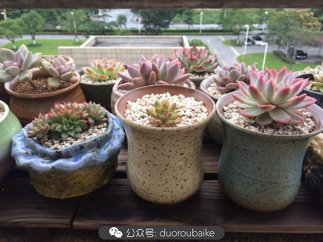多肉植物新手养护指南最新,多肉植物养护的基础知识