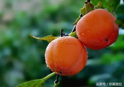 山东临沂平邑县的柿子怎么样,临沂哪里可以采摘新鲜铁皮柿子