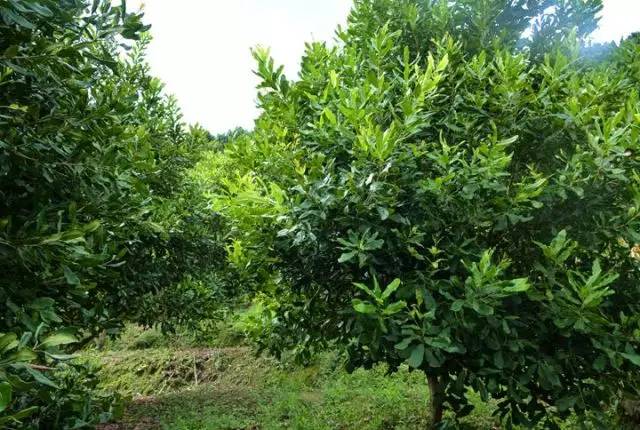 元江的特色美食有哪些 (元江美食干货)