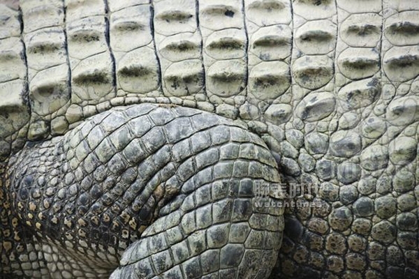 鳄鱼皮表带的优点和缺点,真的鳄鱼皮表带和假的有什么区别