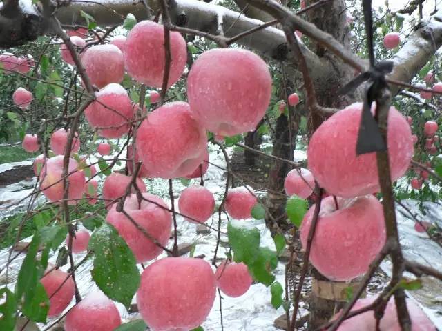 昌平区农业示范园采摘苹果,北京昌平苹果最佳采摘期