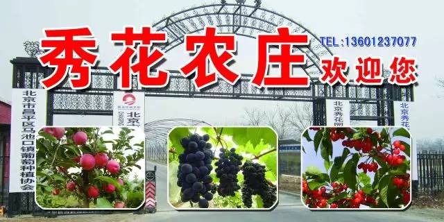昌平区农业示范园采摘苹果,北京昌平苹果最佳采摘期