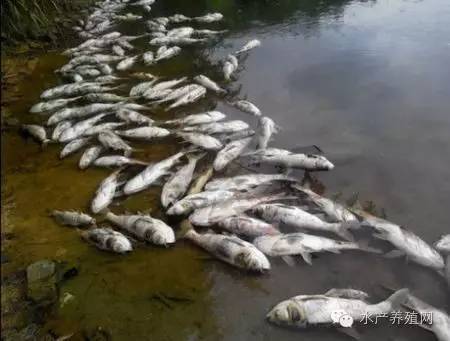 池塘的鱼突然死亡怎么回事呢,池塘鱼死亡了怎么处理