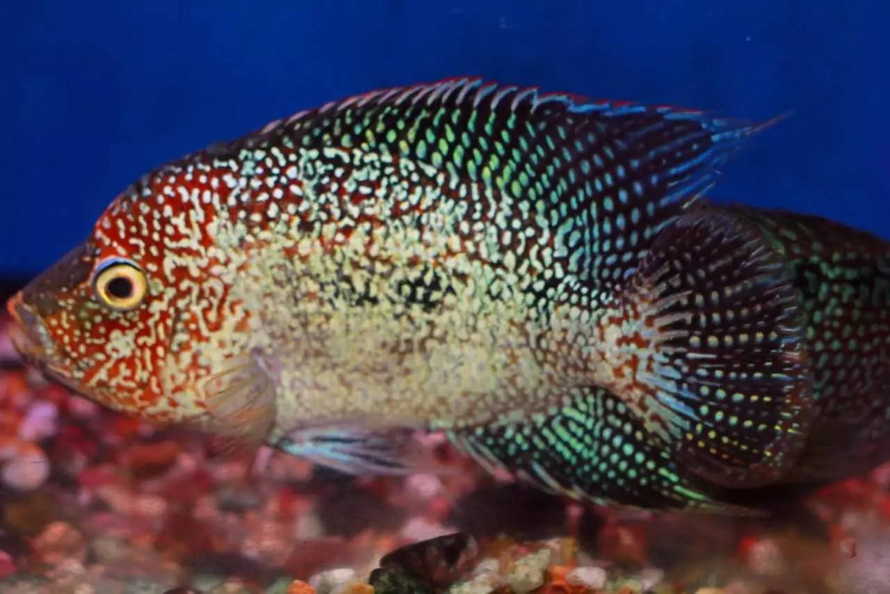 如何挑选最好的罗汉鱼品种,挑选罗汉鱼的小秘诀