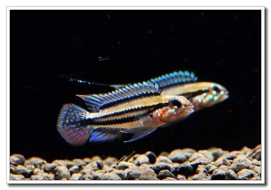 杂志连载南美短鲷的饲养法（二）