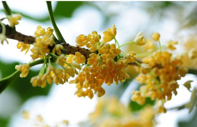 最佳赏桂花地点手绘地图,桂花赏花地图