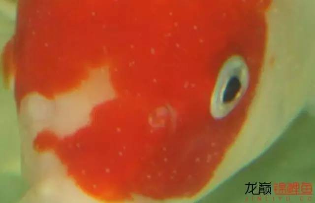 一招消除白点病,一招教你解决白点病