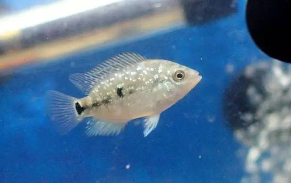 如何挑选最好的罗汉鱼品种,挑选罗汉鱼的小秘诀