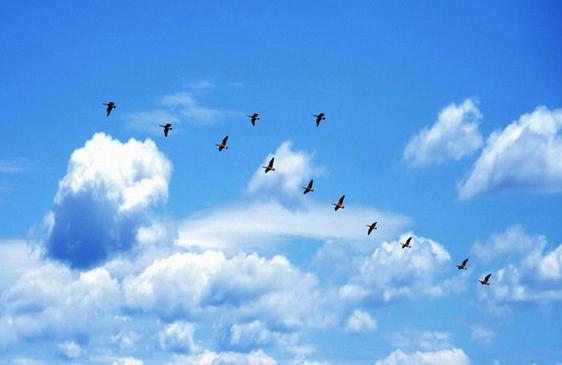 破晓风来一径香，当是人如故——卜算子一组