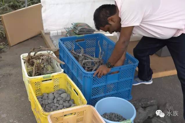 ada开缸第二天,ada开缸