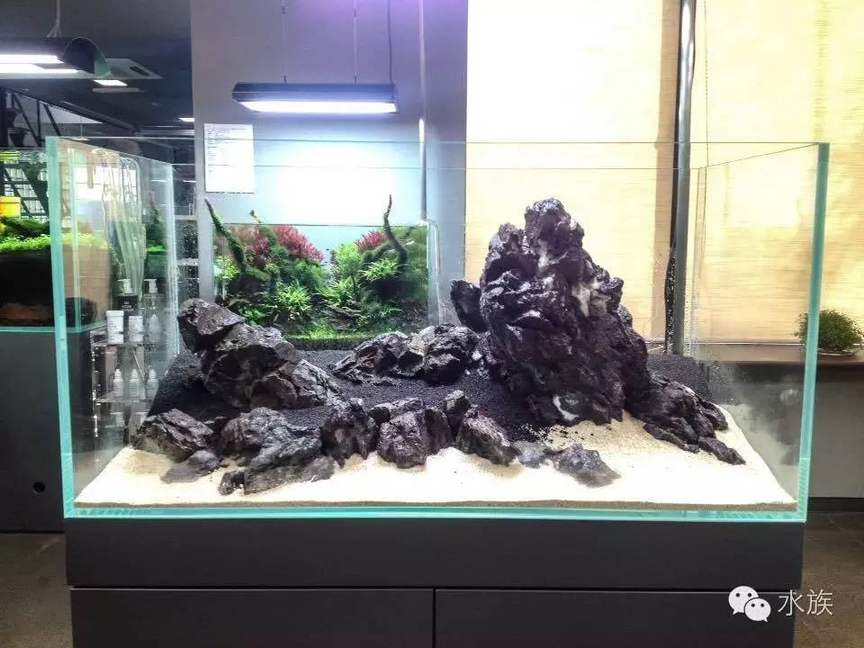 ada开缸第二天,ada开缸