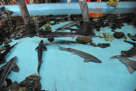 十一小长假,哈尔滨极地馆也是一个很不错的选择