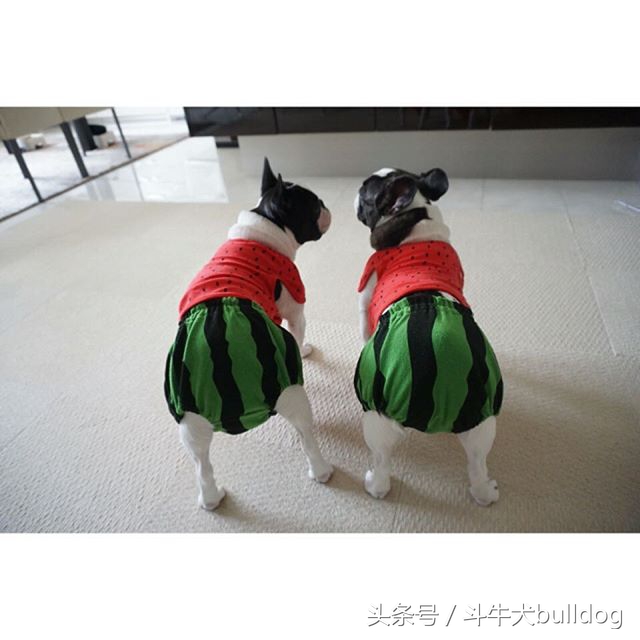 法国斗牛犬它的最大特点,法国斗牛犬性格特点