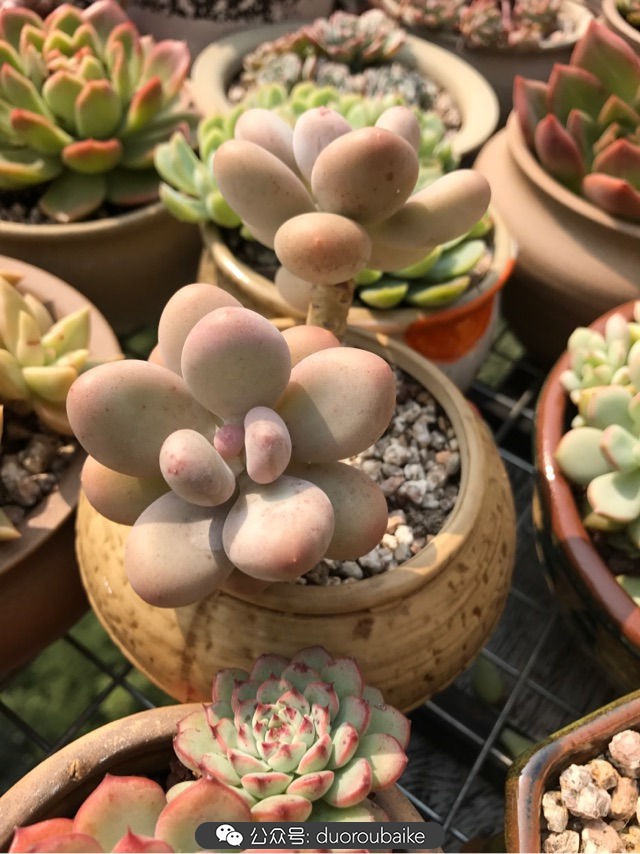 温差大多肉怎么会上色,温差大多肉才能出锦吗