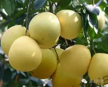 关于水果的那些秘密，湖北老乡看过来！