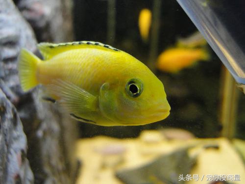 养鱼泥巴,养鱼的草泥