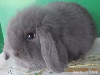 养兔子必须要知道什么,养兔子必须要知道的几件事