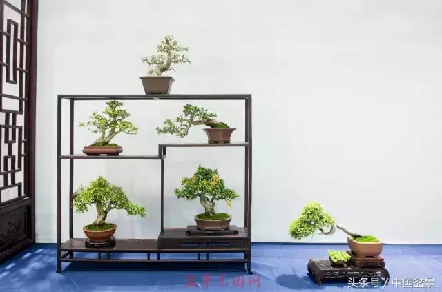 哪些野草适合微型盆景,小品盆景和微型盆景有区别吗