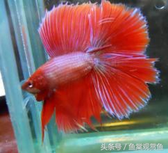 泰国斗鱼怎么样养好,泰国斗鱼有多吸引人