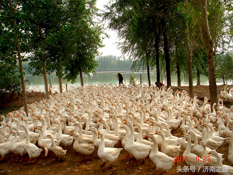 济南美里湖湿地,飞越济南