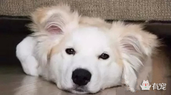 被哈士奇带大的博美,被哈士奇带偏的泰迪