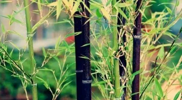 马云称:这是中国独有智慧,比任何材质更具风韵气质-竹,风