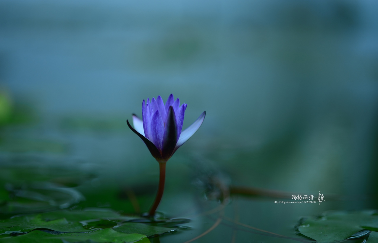 辰山植物园睡莲拍照,行摄洪湖荷花展