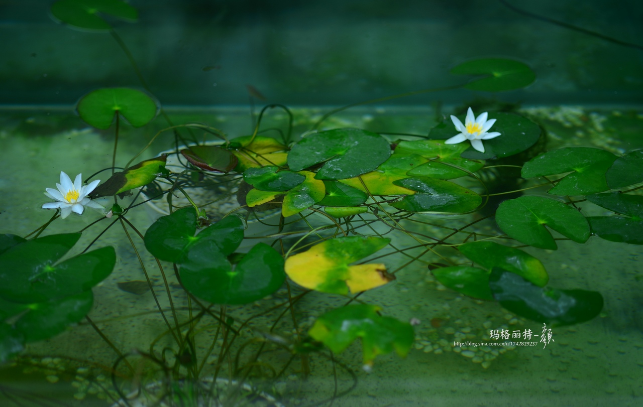 辰山植物园睡莲拍照,行摄洪湖荷花展