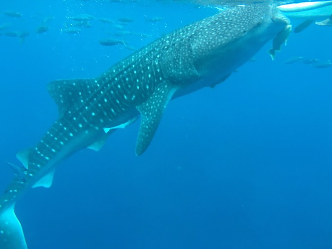 菲律宾潜水游记 (回忆菲律宾潜水的时光)