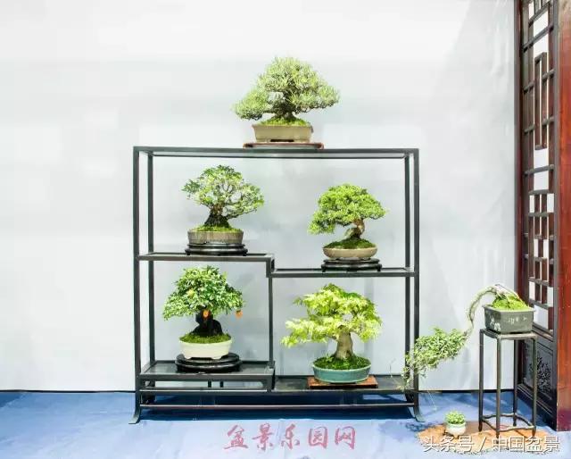 哪些野草适合微型盆景,小品盆景和微型盆景有区别吗