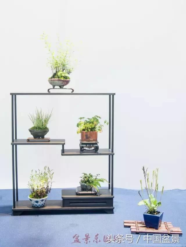 哪些野草适合微型盆景,小品盆景和微型盆景有区别吗