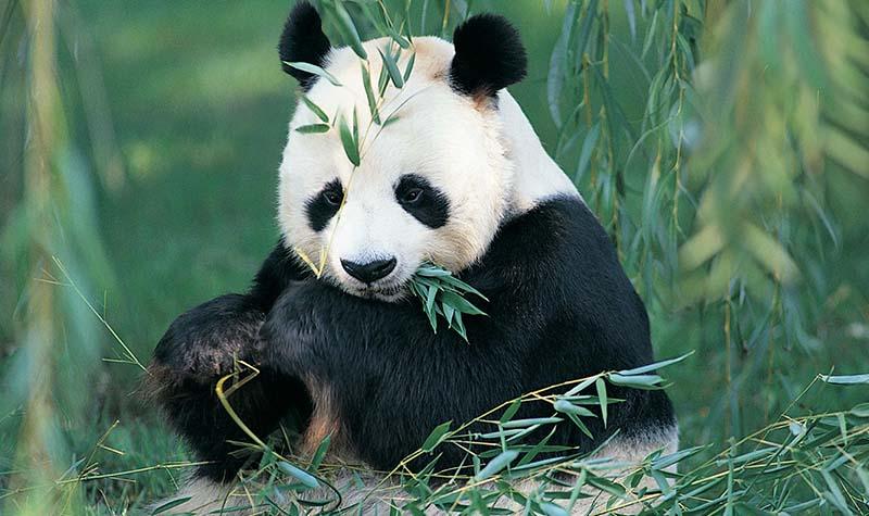 大熊猫越来越少是什么原因,大熊猫为什么是黑眼圈呢