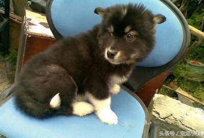 花了5000块钱买了一只阿拉斯加,花了4千买一条狗