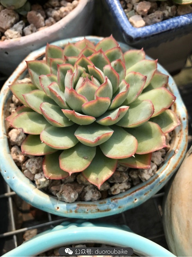 温差大多肉怎么会上色,温差大多肉才能出锦吗