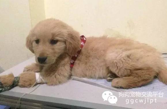 犬瘟细小用免疫蛋白肽可以治吗,犬瘟怎样治疗才能彻底治愈