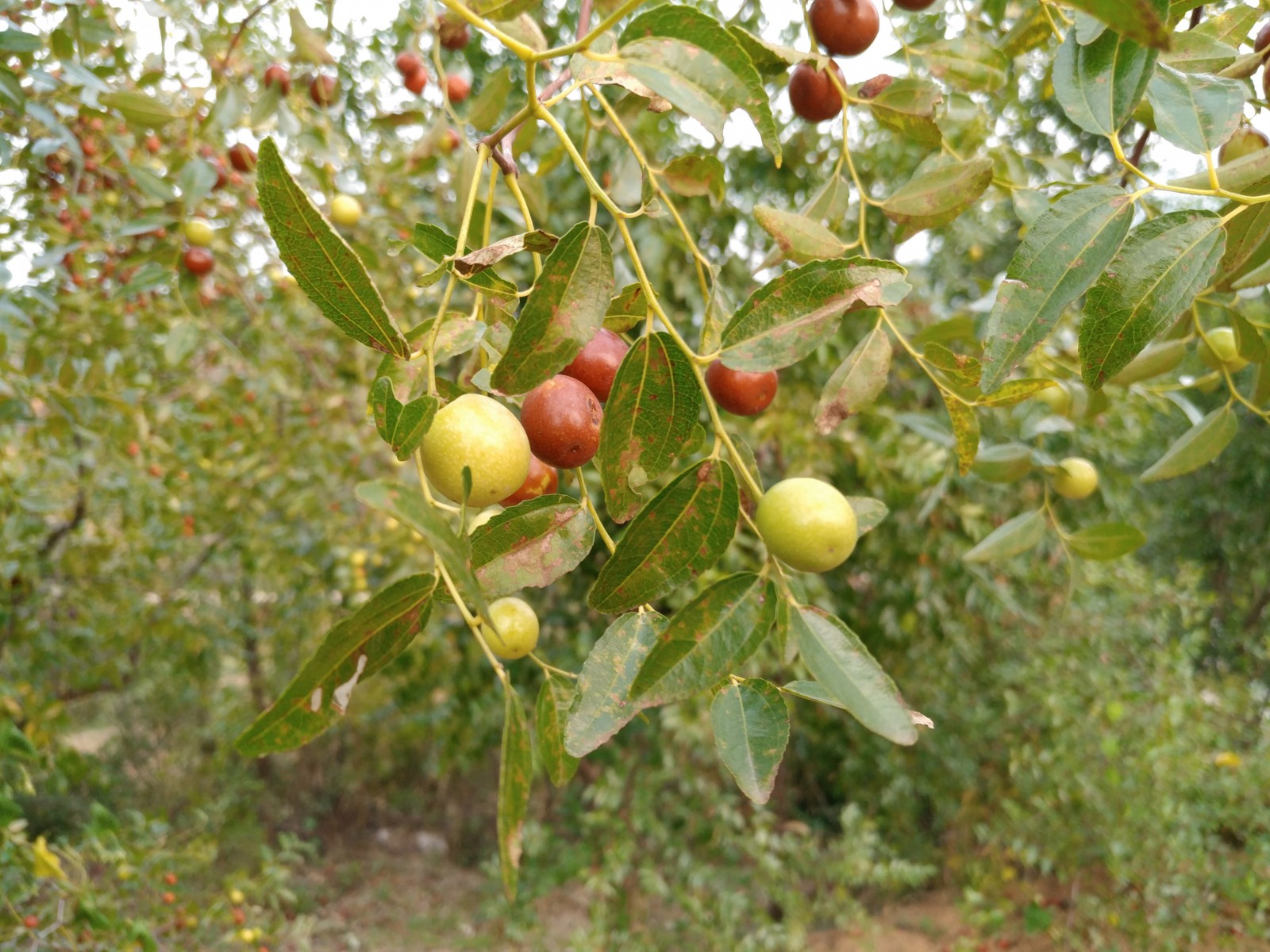 劫中劫豆瓣得分,乐pro3评测