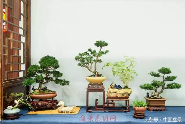 哪些野草适合微型盆景,小品盆景和微型盆景有区别吗