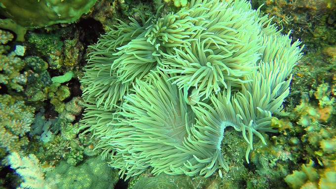 菲律宾潜水游记 (回忆菲律宾潜水的时光)