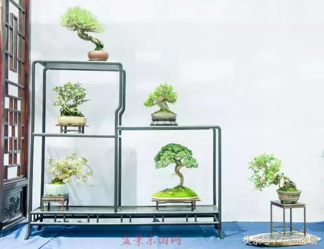 哪些野草适合微型盆景,小品盆景和微型盆景有区别吗