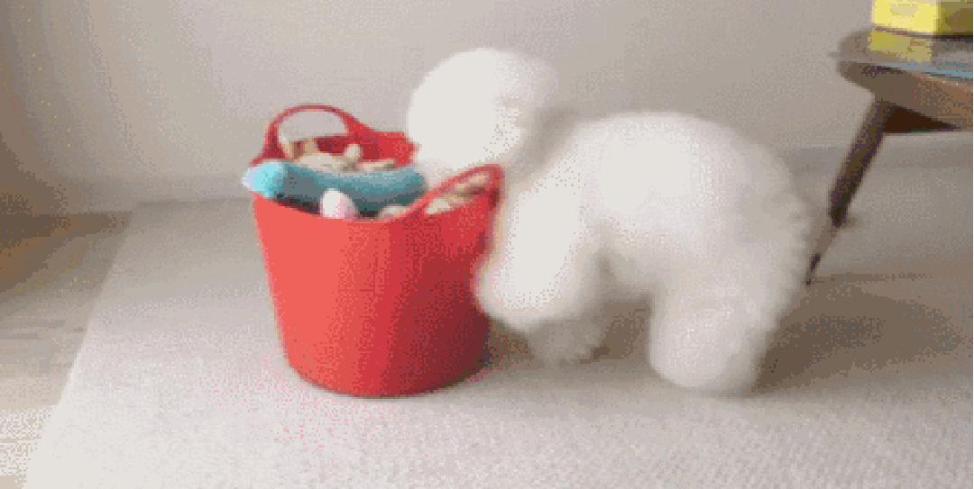 狗狗叼着玩具娃娃,狗狗玩玩具娃娃