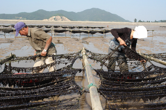海苔和紫菜都是海藻吗,海苔紫菜海带是一样的东西吗