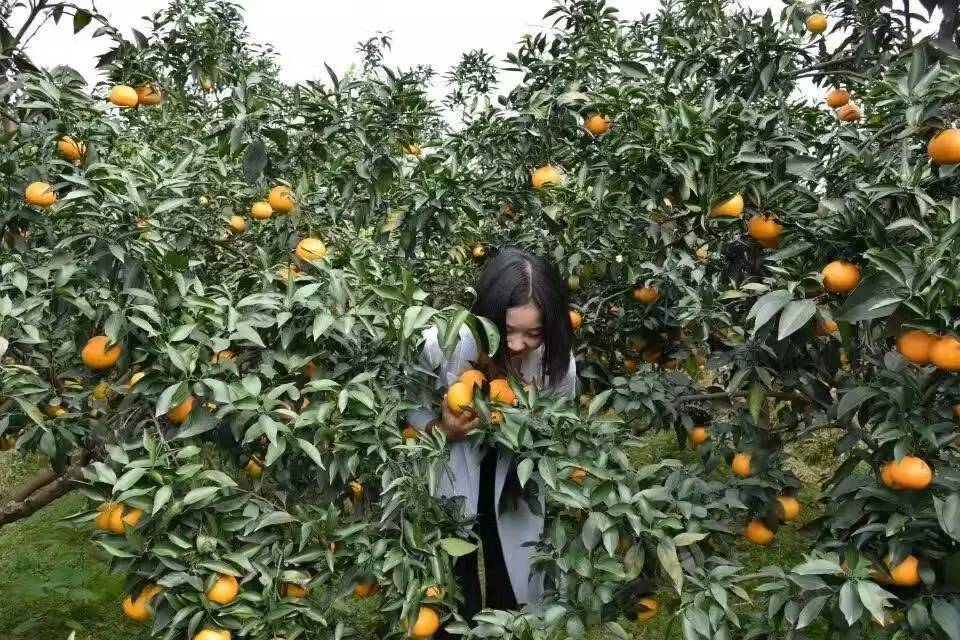 丹棱电商人刘书伶：坚守诚信，赢得广阔市场！