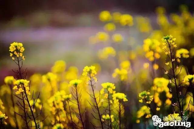 广西春天赏花好去处,广西十大赏花景点