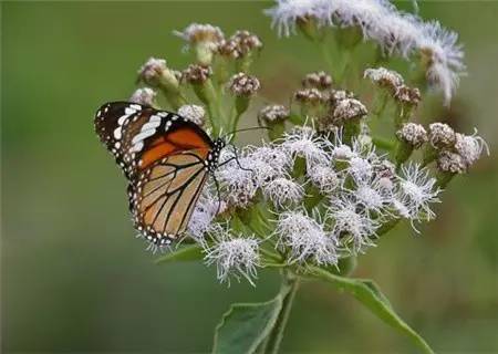 野火烧不尽死灰复燃,野火烧不尽野草