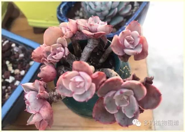 才离家半个月，回来后看到家里的多肉一阵狂喜~