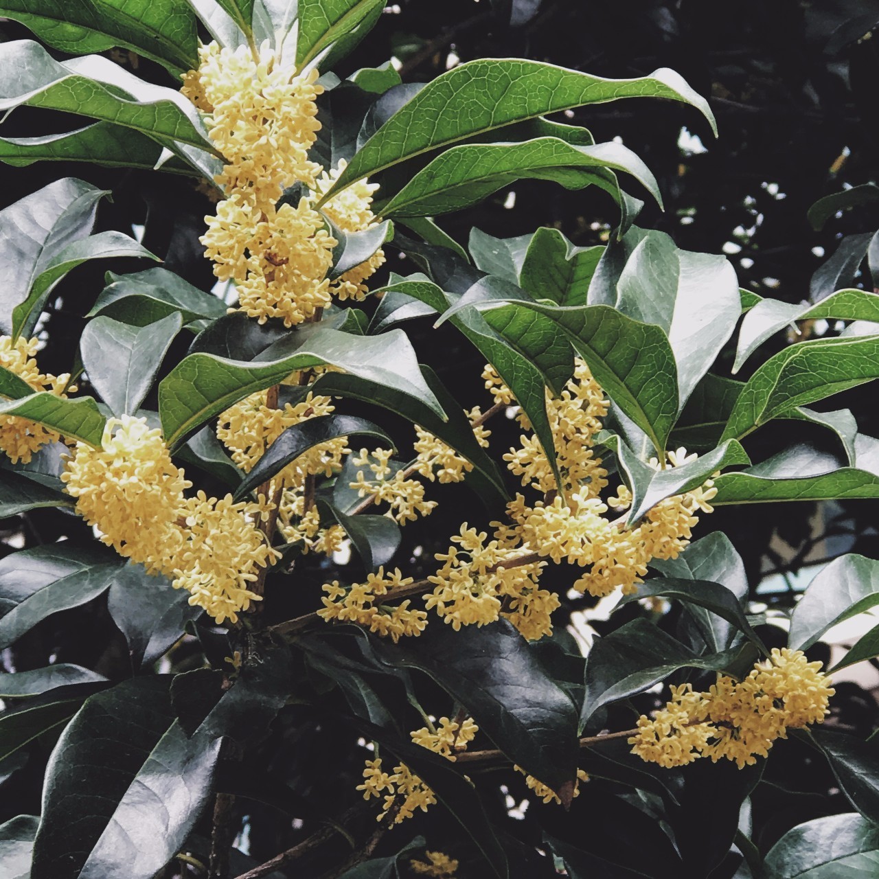 把桂花的香味藏在口中,把桂花喝下去把香气留下来