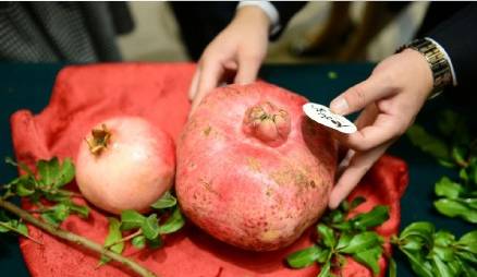 临潼石榴哪个品种最好,四川突尼斯石榴与临潼石榴