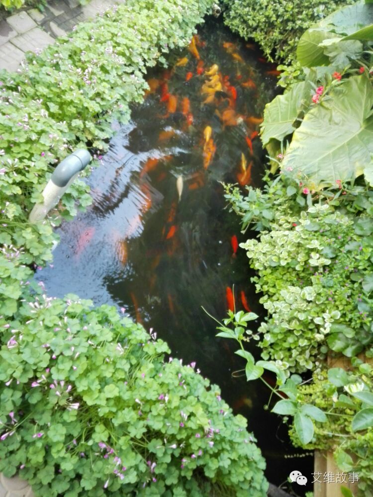 艾维wwoofer之：希望的曙光，为你为我