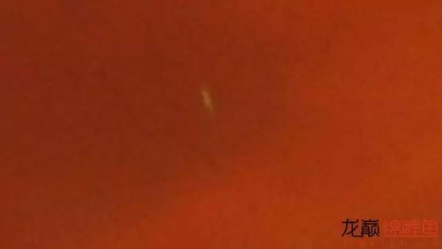 一招消除白点病,一招教你解决白点病